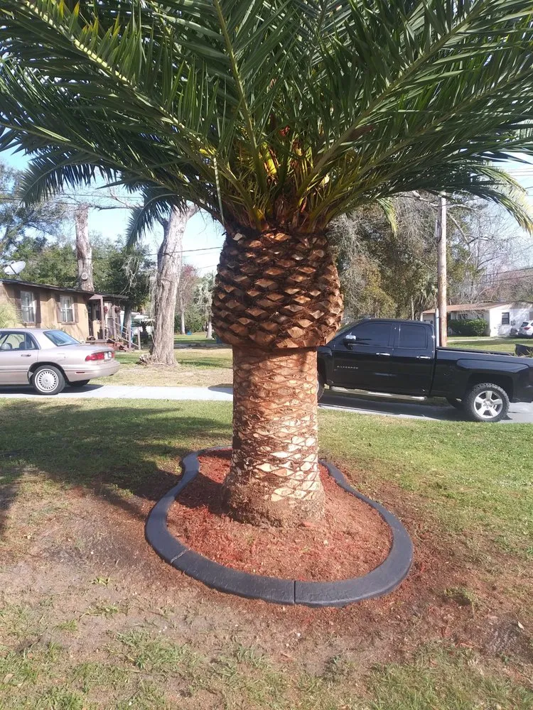 Top-rated residential landscaping in Jacksonville, FL - Big Daddy’s Palm Trees