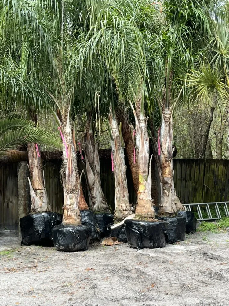 Affordable landscape installation experts serving Jacksonville, FL - Big Daddy’s Palm Trees