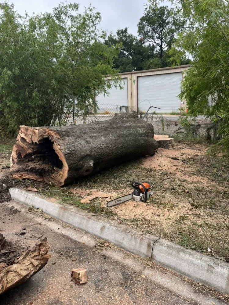 Custom yard cleanup service for year-round maintenance across Jacksonville, FL - Big Daddy’s Palm Trees