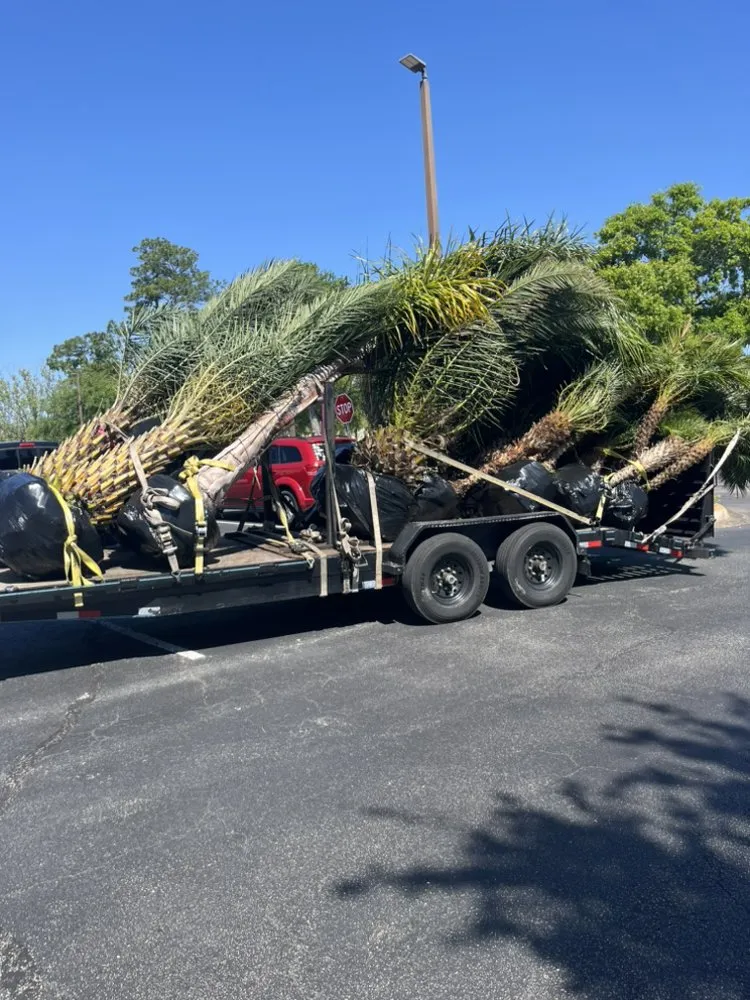 Top-rated yard cleanup service for homes in Jacksonville, FL by Big Daddy’s Palm Trees