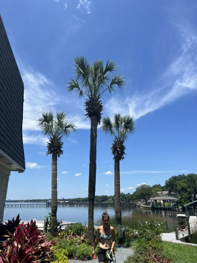 Professional yard cleanup service in Jacksonville, FL by Big Daddy’s Palm Trees