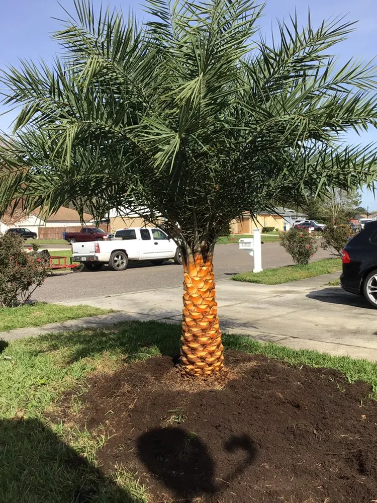 Top-rated landscape design for homes in Jacksonville, FL by Big Daddy’s Palm Trees