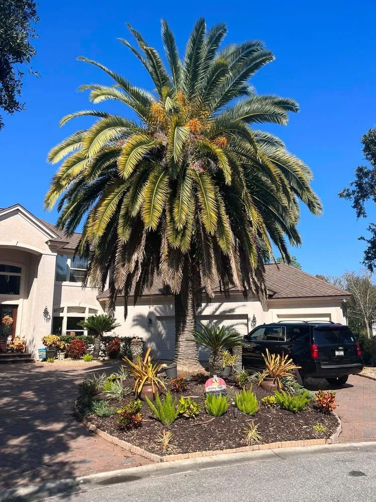 Trusted yard maintenance for outdoor upgrades across Jacksonville, FL - Big Daddy’s Palm Trees