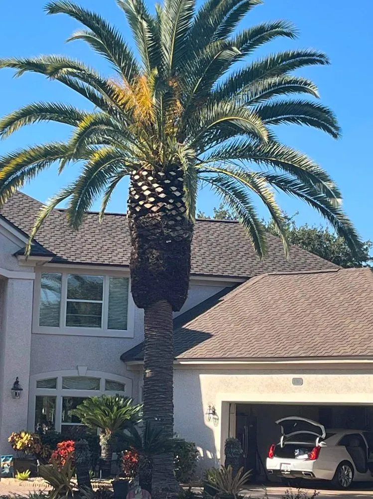 Reliable outdoor landscaping in Jacksonville, FL - Big Daddy’s Palm Trees