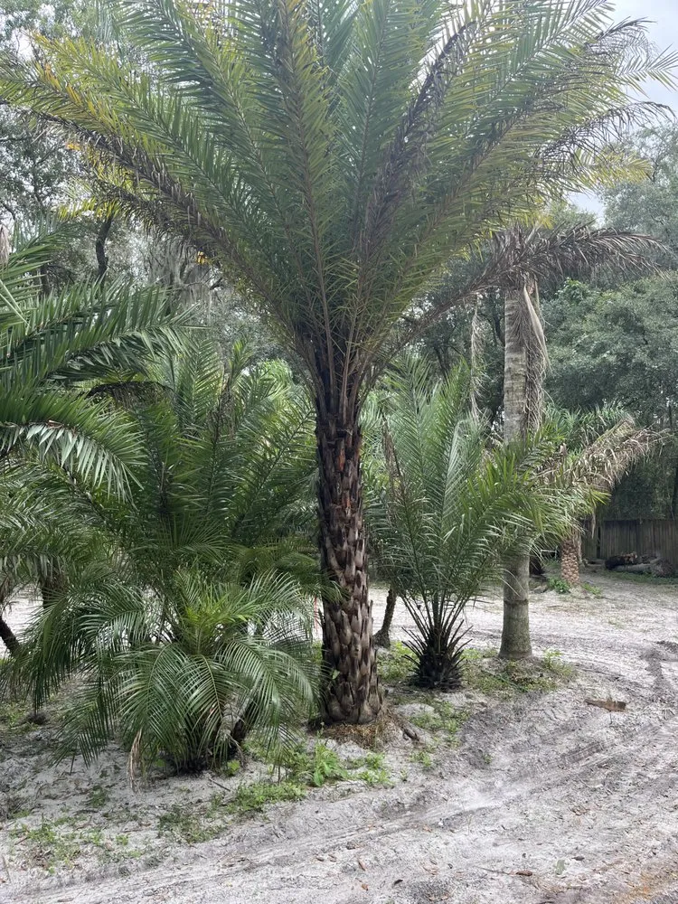 Local residential landscaping in Jacksonville, FL by Big Daddy’s Palm Trees