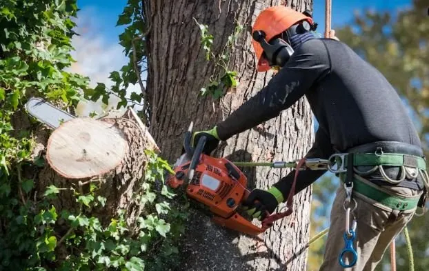 Professional landscape design in Winchester, KY by Big Dawg Tree Service and Stump Grinding