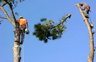 Affordable landscaping services in Winchester, KY - Big Dawg Tree Service and Stump Grinding