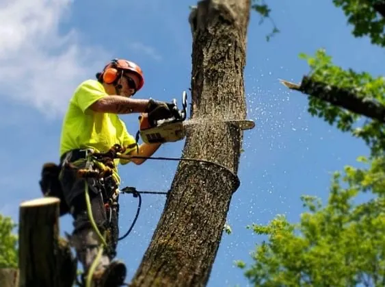 Expert landscape installation for beautiful yards in Winchester, KY by Big Dawg Tree Service and Stump Grinding