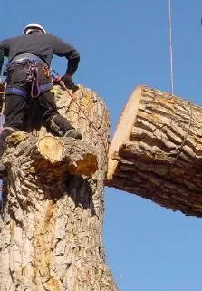 Top-rated lawn care service in Winchester, KY - Big Dawg Tree Service and Stump Grinding