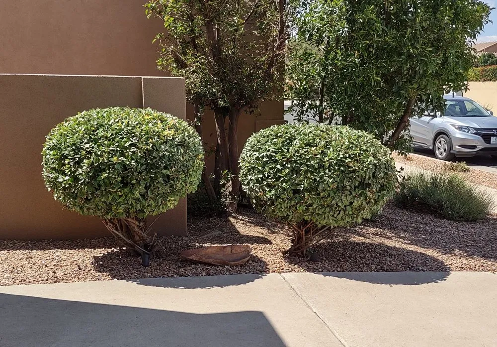 Professional lawn care service in Albuquerque, NM - Big Dawg's Yard Care