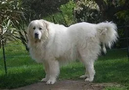 Top-rated lawn care service experts serving Indianapolis, IN - Big Dog Landscaping