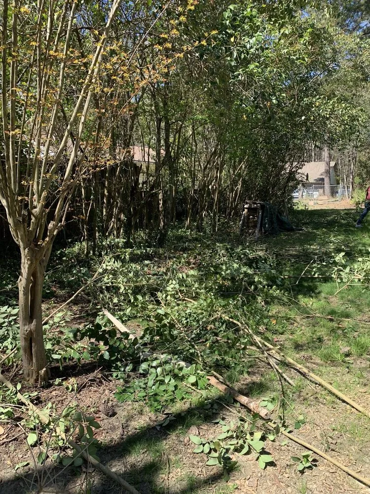 Expert yard maintenance for year-round maintenance across Columbia, SC - Big Dog Lawn Services