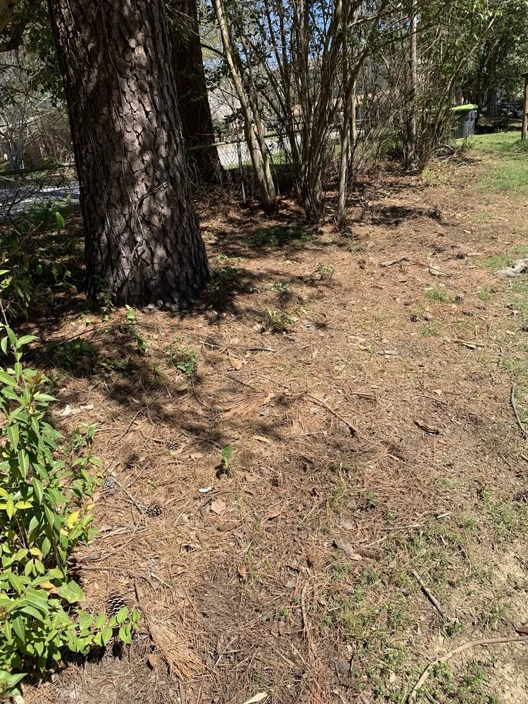 Reliable residential landscaping for year-round maintenance in Columbia, SC by Big Dog Lawn Services