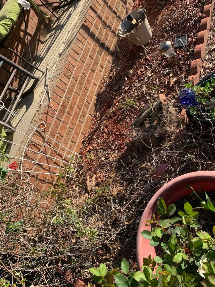 Affordable yard maintenance for residential properties in Columbia, SC by Big Dog Lawn Services