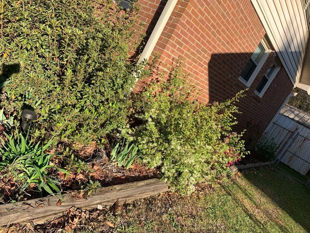 Top-rated yard cleanup service for homes across Columbia, SC - Big Dog Lawn Services