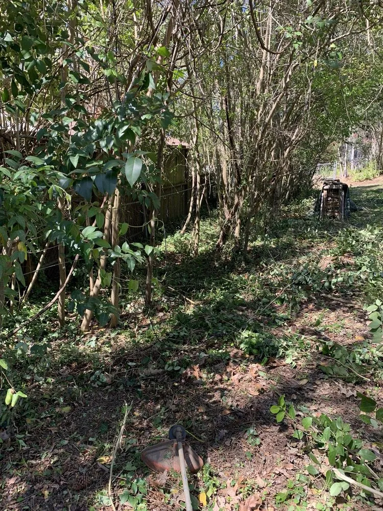 Expert landscape design in Columbia, SC by Big Dog Lawn Services