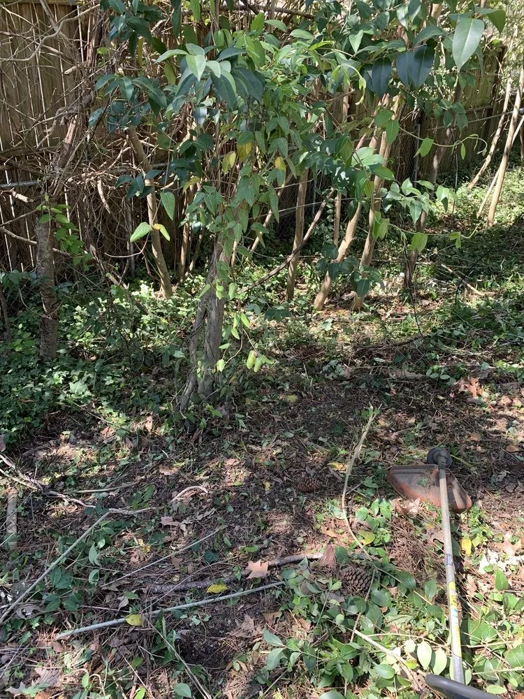 Top-rated residential landscaping for residential properties across Columbia, SC - Big Dog Lawn Services