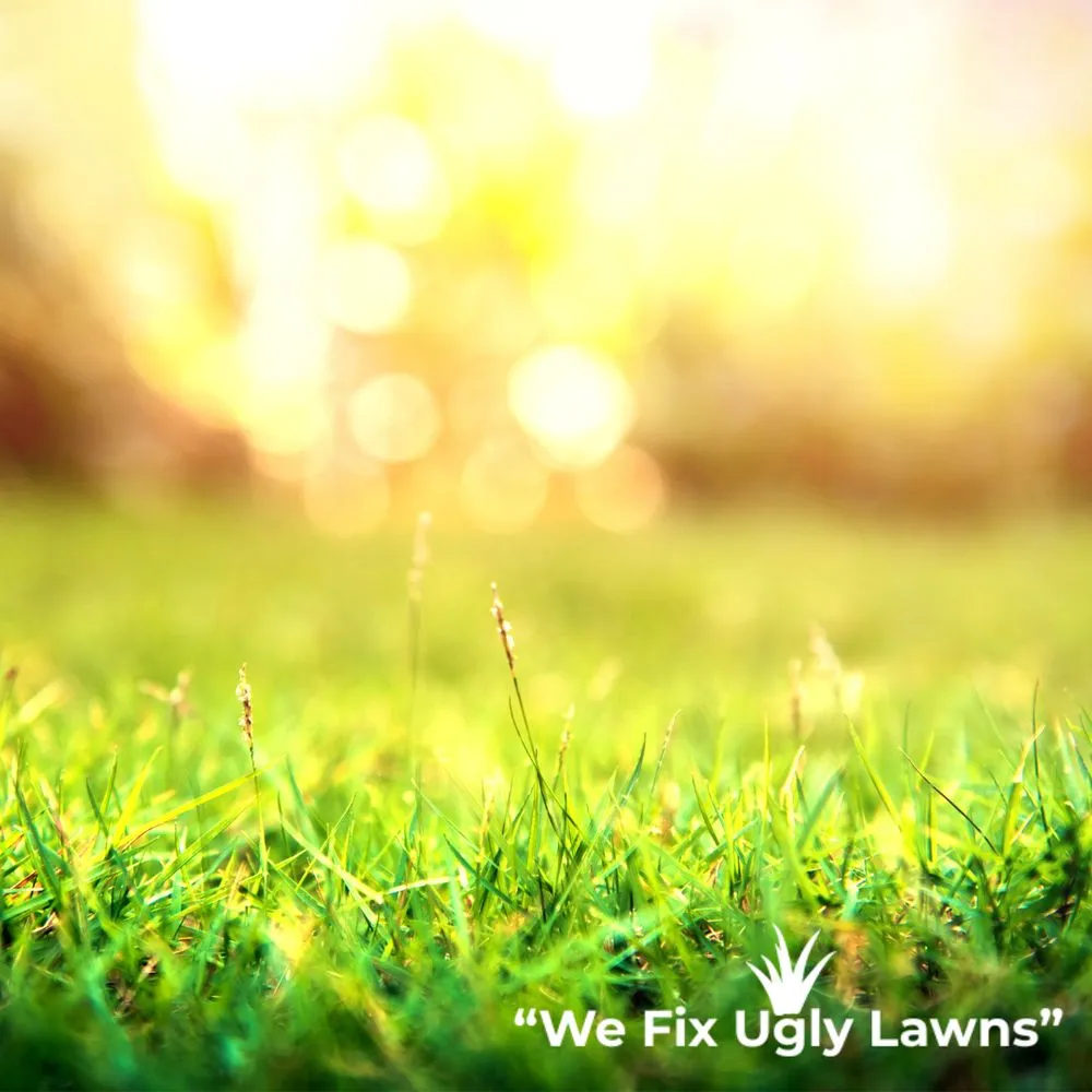 Expert yard cleanup service in Howard, WI - Big Dog's Outdoor Services