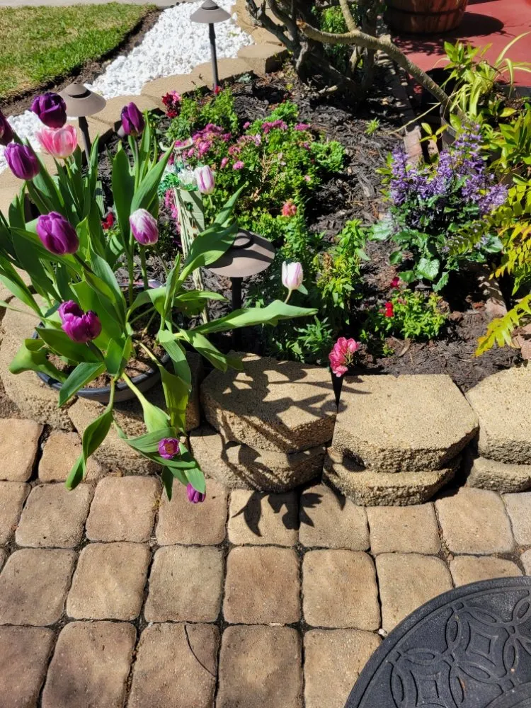 Affordable lawn care service in Texas City, TX - Big Dreams Landscaping Partners