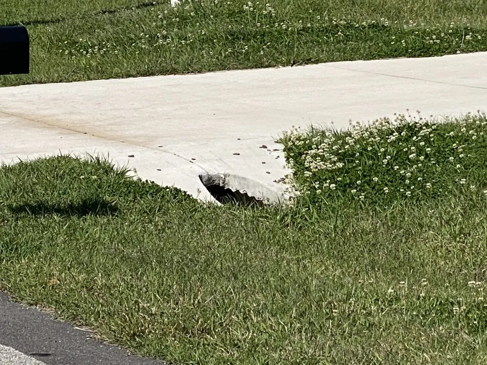 Affordable yard cleanup service for beautiful yards across Palm Coast, FL - Big Fins Lawn Care