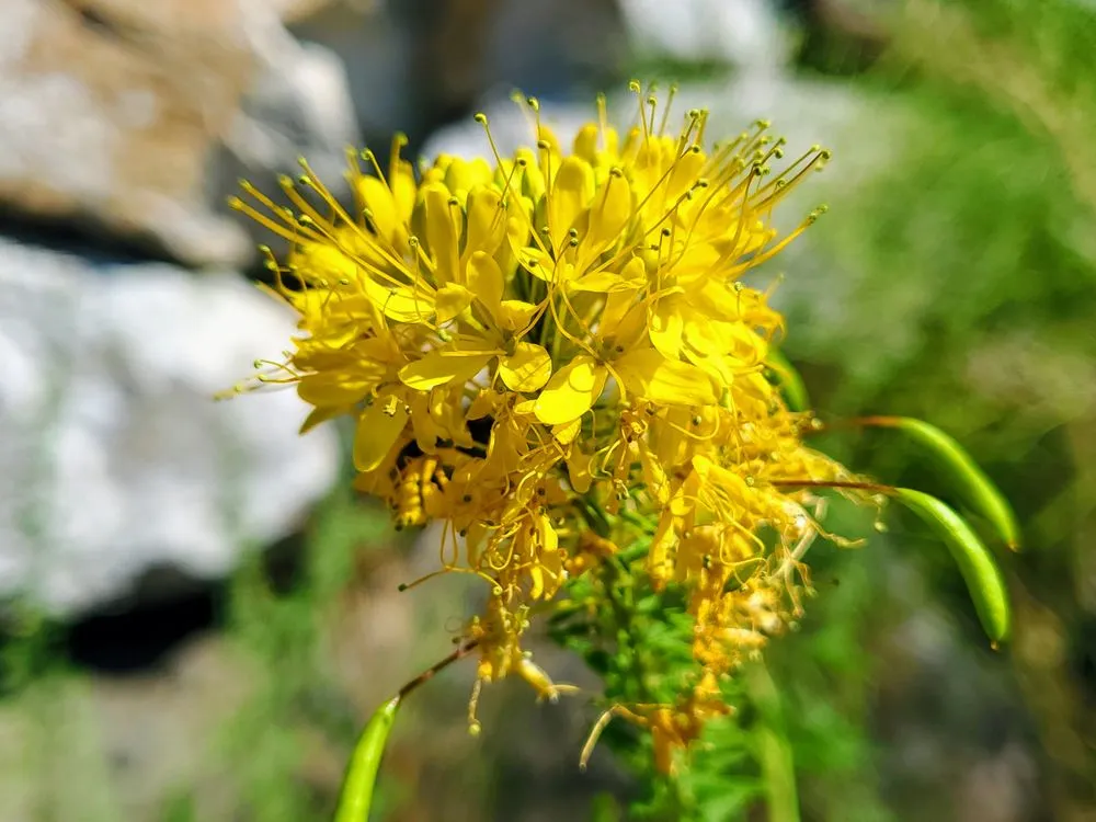 Affordable residential landscaping experts serving Gardnerville, NV - Big Fish Landscaping