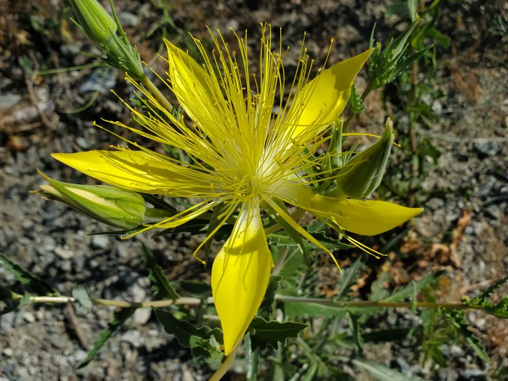 Expert lawn mowing service in Gardnerville, NV by Big Fish Landscaping