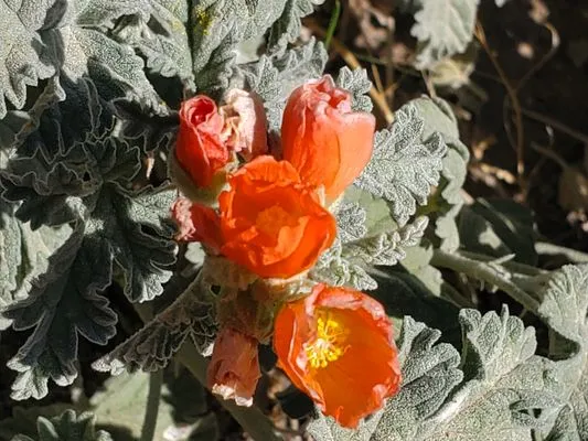 Big Fish Landscaping