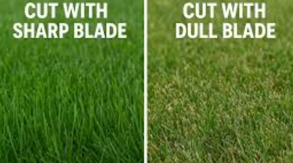 Professional landscape installation in Clovis, NM by Big Flex Lawn Care