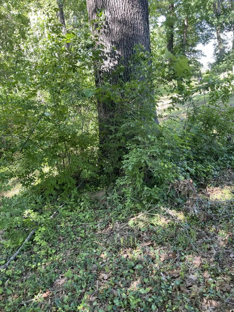 Affordable landscape design in Jackson, MO by Big Green Lawn Care