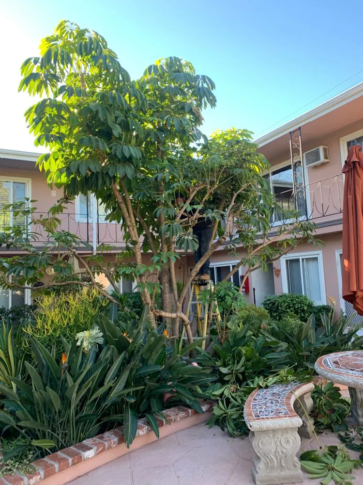 Top-rated residential landscaping experts serving Sylmar, CA - Big Green Tree Service & Landscape