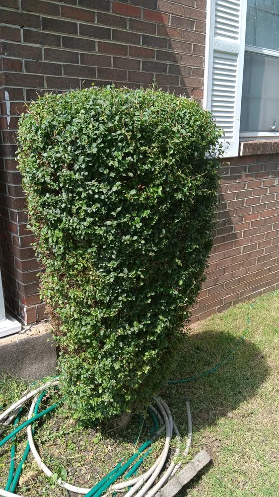 Local lawn care service for year-round maintenance in Memphis, TN by Big Guy's Lawn Garden & Landscaping Services