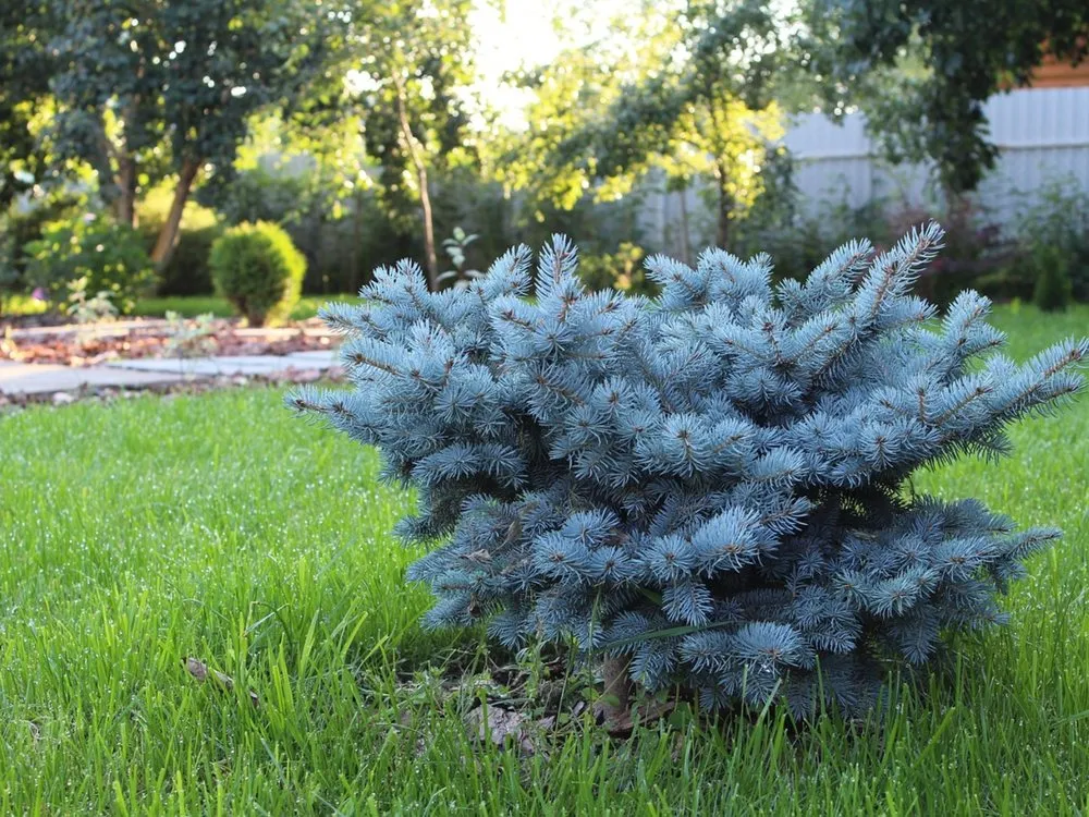 Local landscaping services in Loganville, GA by Big Ham Mobile Handyman Services