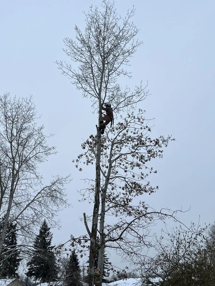 Trusted yard maintenance in Coeur d'Alene, ID - Big Horn Property Maintenance LLC