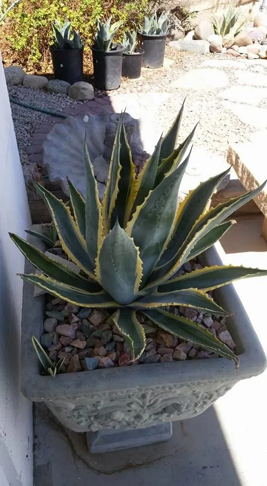 Top-rated lawn care service in Rosamond, CA - Big Iron Landscape Materials