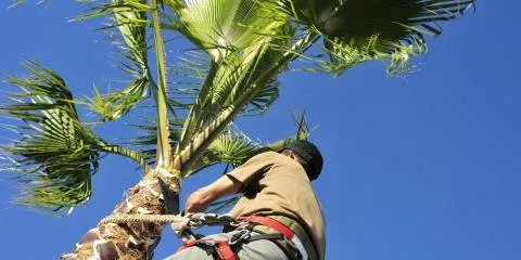 Expert yard cleanup service experts serving Hilo, HI - Big Island Coconut Company
