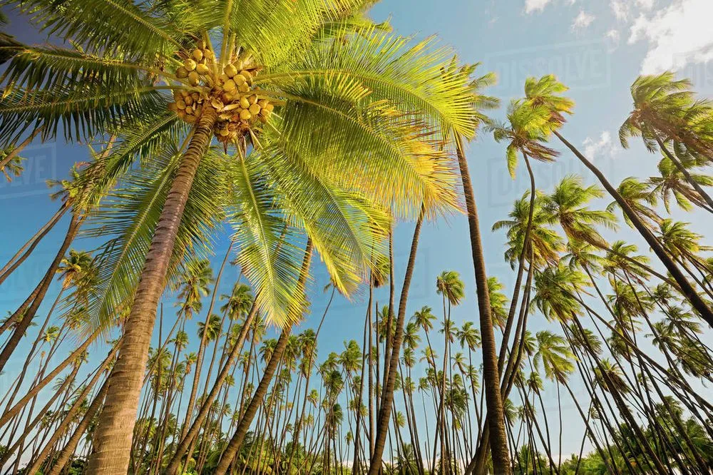 Reliable lawn mowing service in Hilo, HI by Big Island Coconut Company