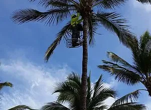 Local landscape installation experts serving Hilo, HI - Big Island Coconut Company