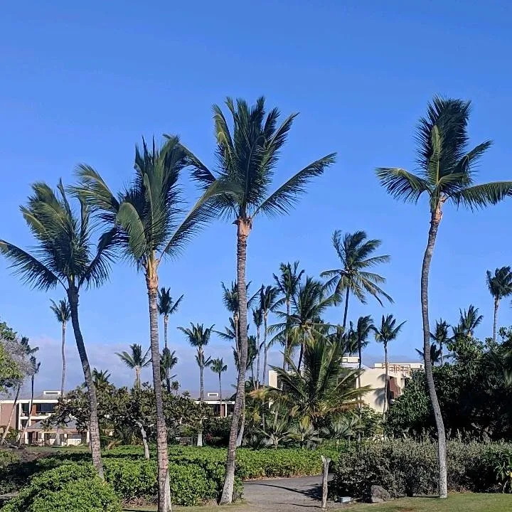 Local yard cleanup service in Hilo, HI - Big Island Coconut Company