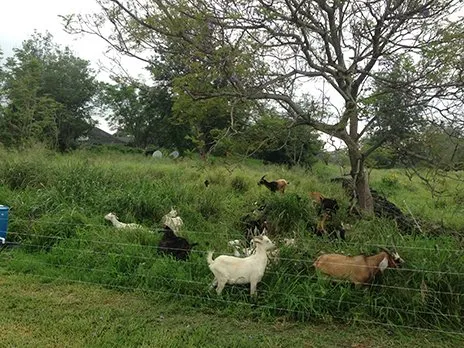 Local landscape design in Kailua-Kona, HI - Big Island Goat Dozers