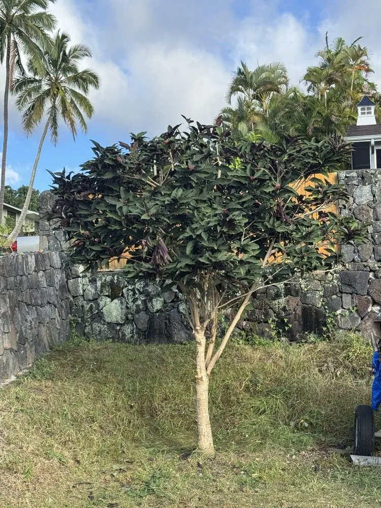Local landscaping services experts serving Kailua Kona, HI - Big Island Lawn Care