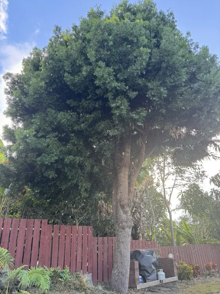 Custom yard cleanup service in Kailua Kona, HI by Big Island Lawn Care