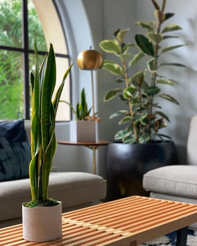 Professional lawn mowing service in Waimea, HI - Big Island Plant Works