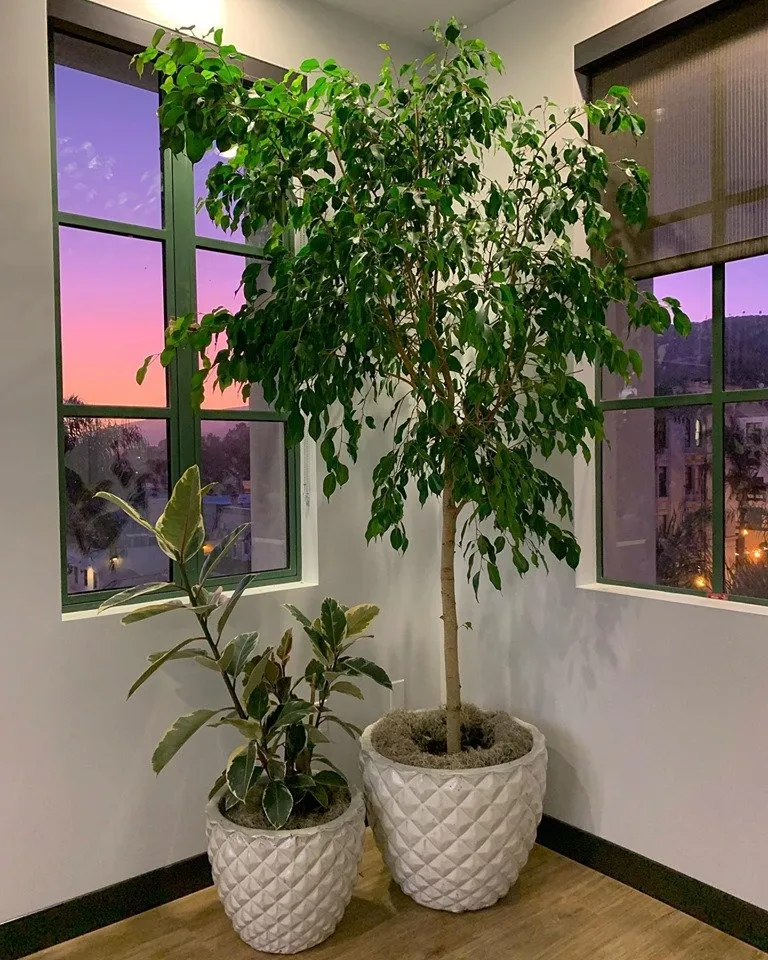 Custom yard cleanup service in Waimea, HI - Big Island Plant Works