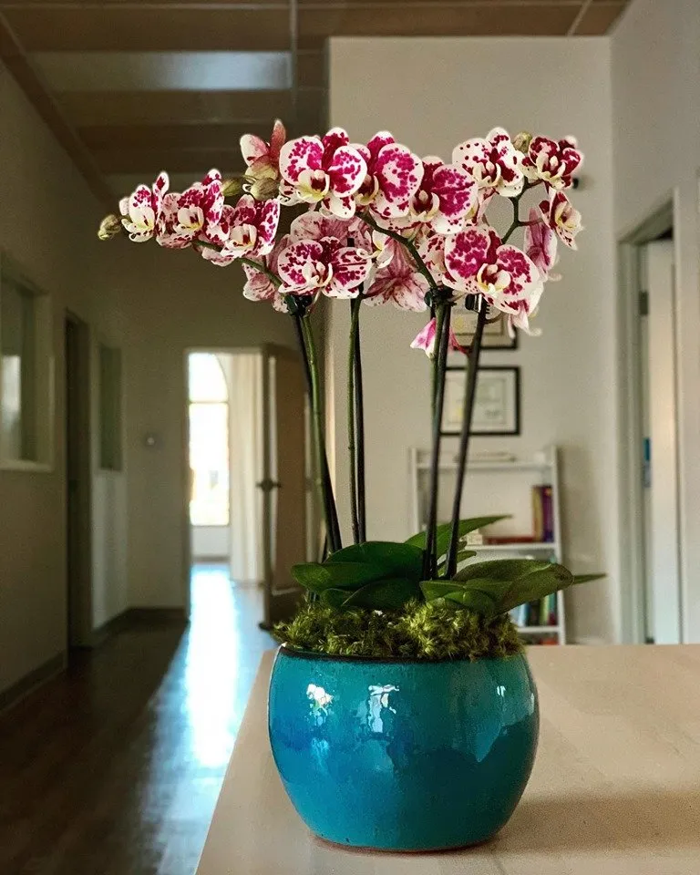 Affordable landscaping services in Waimea, HI - Big Island Plant Works