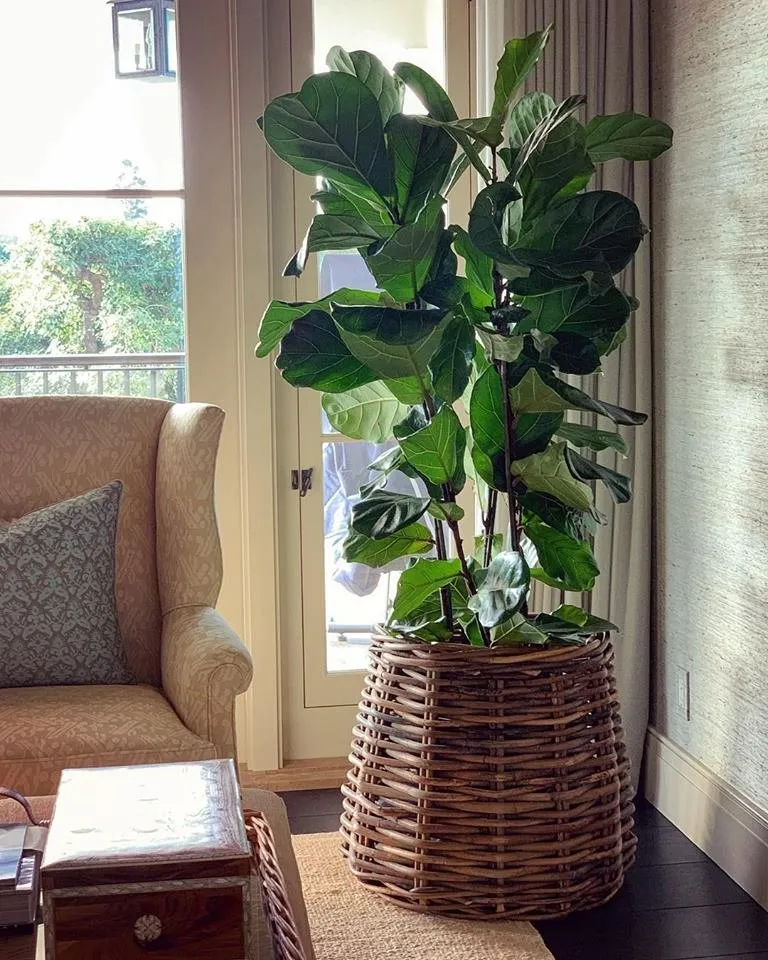 Custom yard maintenance for beautiful yards across Waimea, HI - Big Island Plant Works