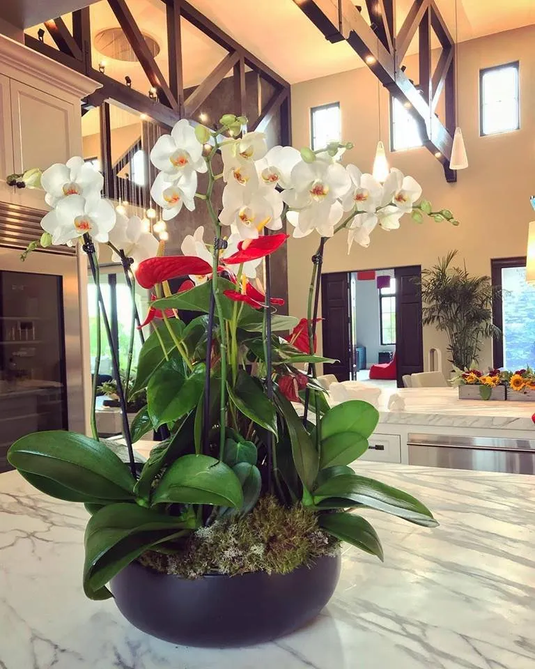 Trusted yard cleanup service in Waimea, HI by Big Island Plant Works