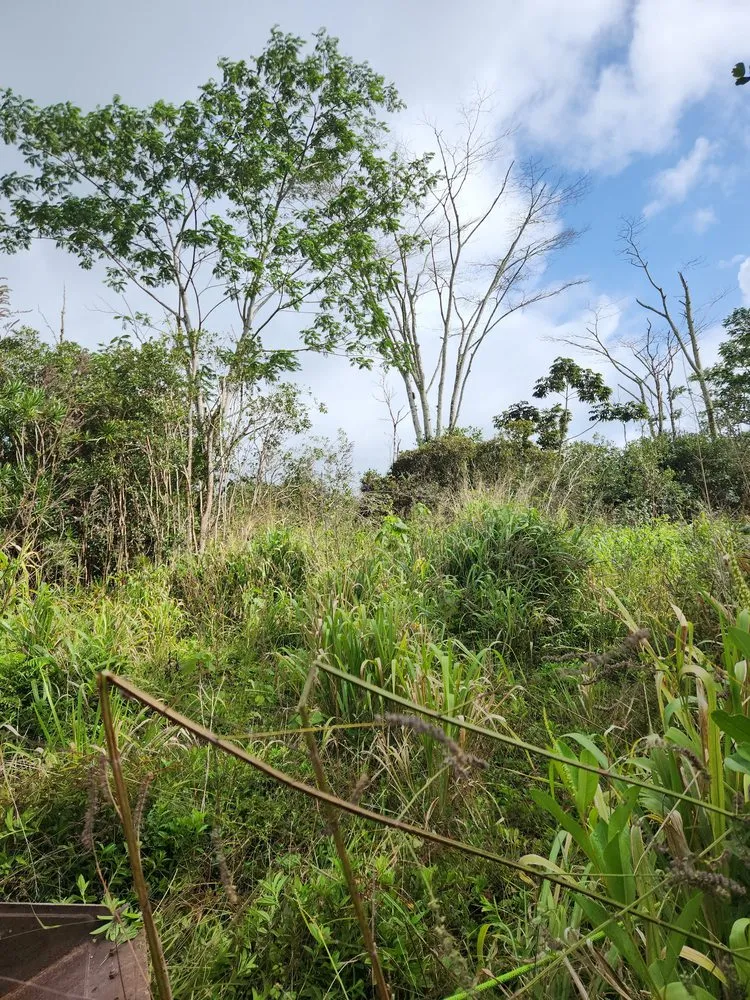 Local garden landscaping in Hilo, HI - Big Island Yard Works