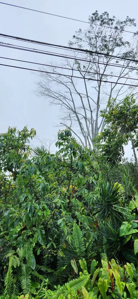 Professional landscaping services in Hilo, HI - Big Island Yard Works