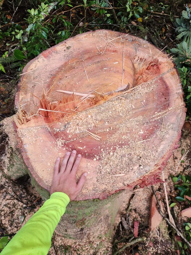 Professional yard cleanup service in Hilo, HI by Big Island Yard Works