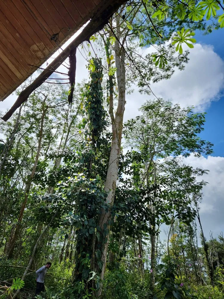 Top-rated lawn care service for outdoor upgrades in Hilo, HI by Big Island Yard Works